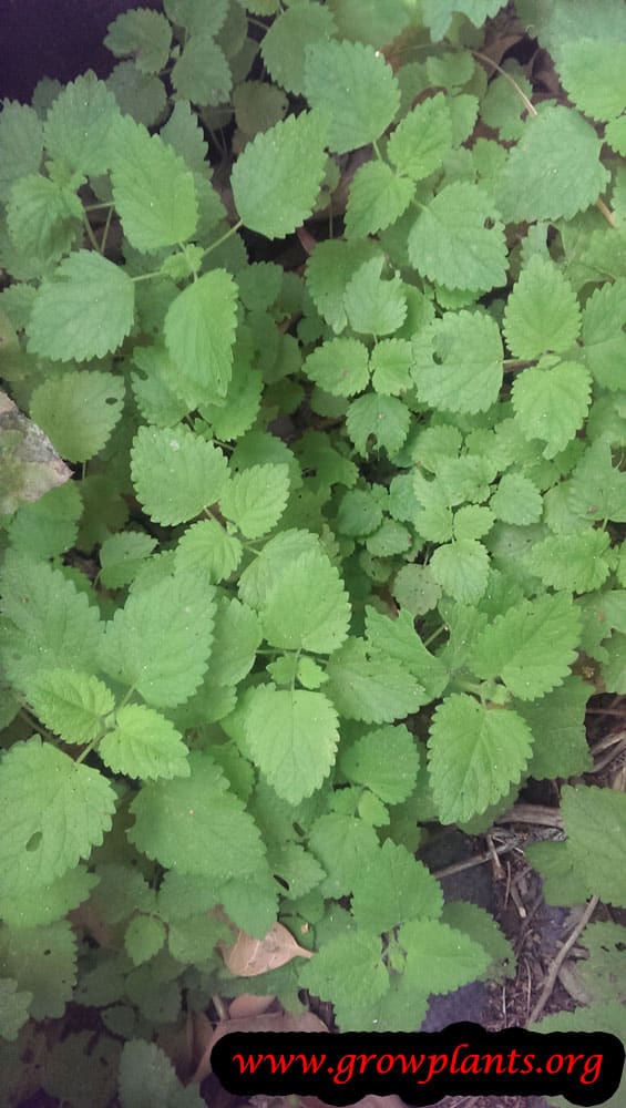 Lemon balm plant care