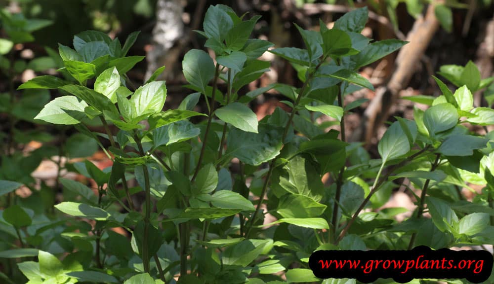 Lemon basil