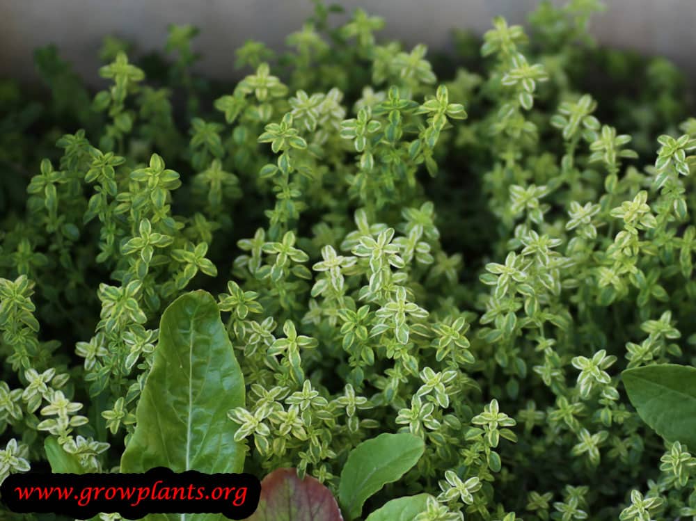 Lemon thyme plant