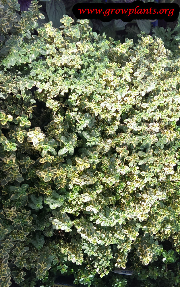 Growing Lemon thyme plant