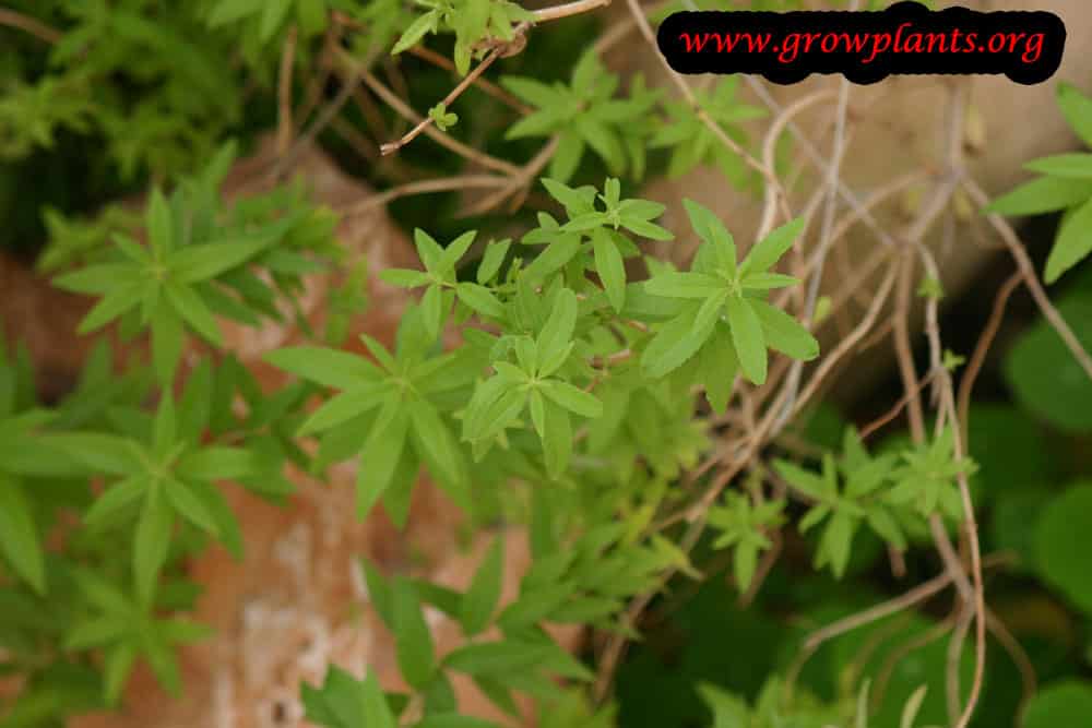 Harvest Lemon verbena plant