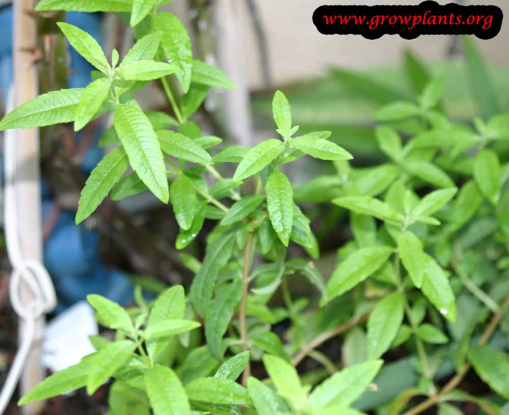 Growing Lemon verbena plant