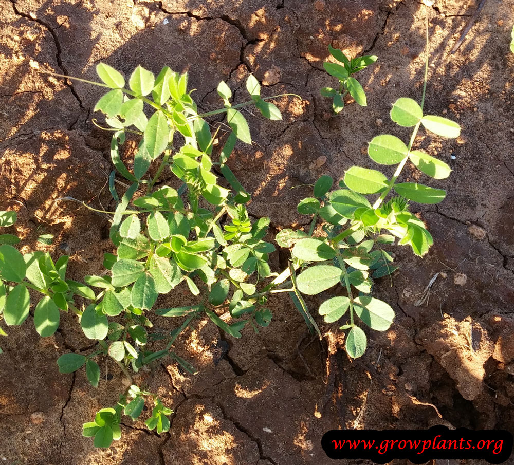 Lentil plant How to grow &amp; care