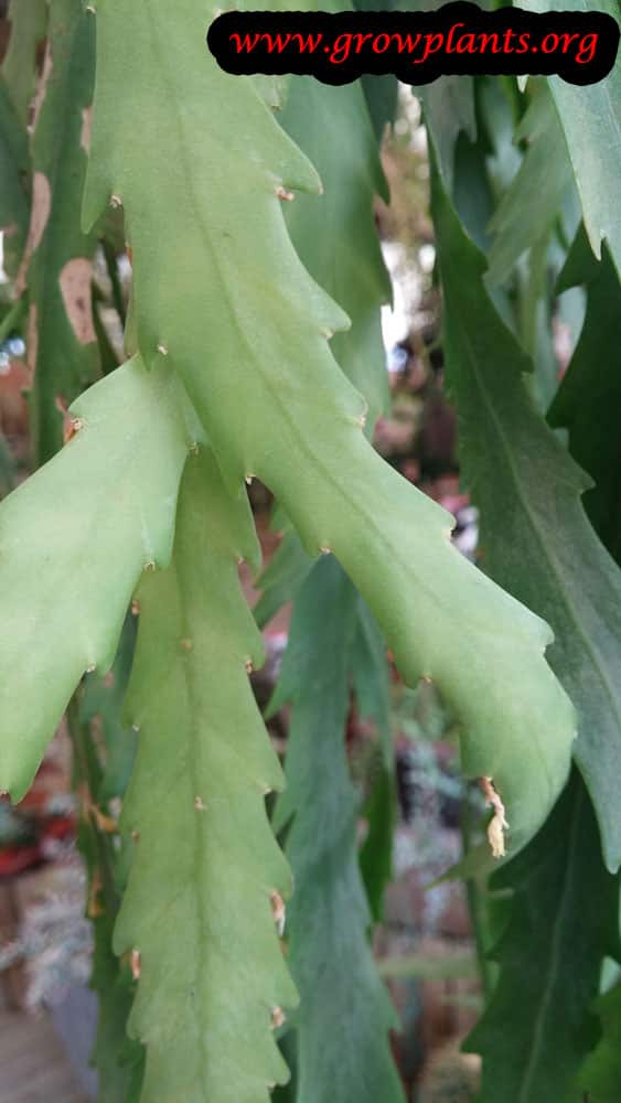 Growing Lepismium houlletianum