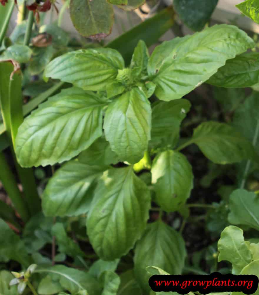 Lettuce leaf basil