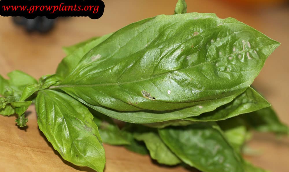 Harvest Lettuce leaf basil