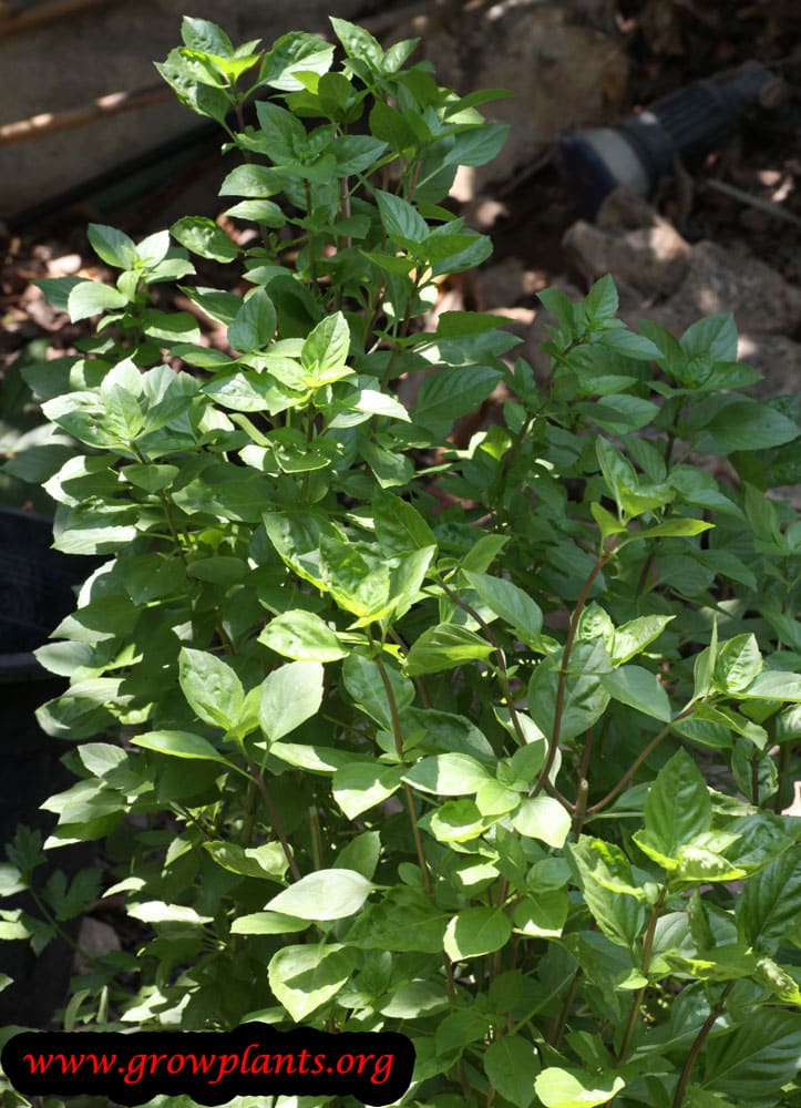 Licorice basil