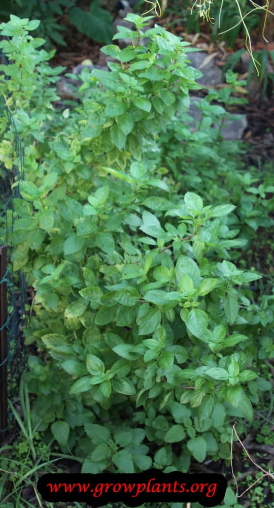 Licorice basil How to grow & care