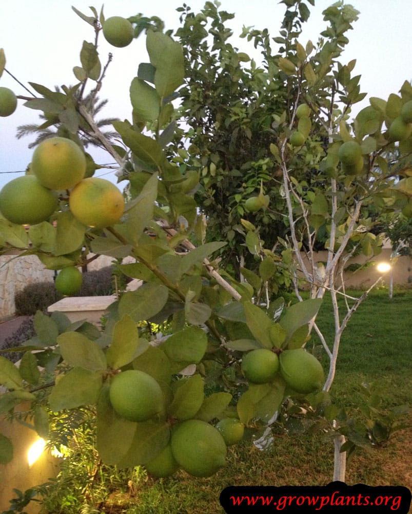 Lime tree How to grow & care