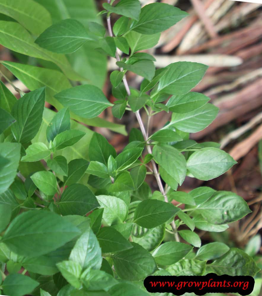Lime basil How to grow & care