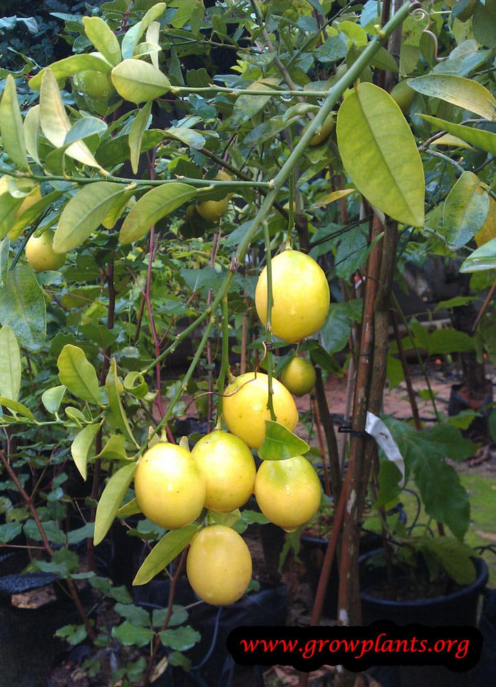 Limequat tree