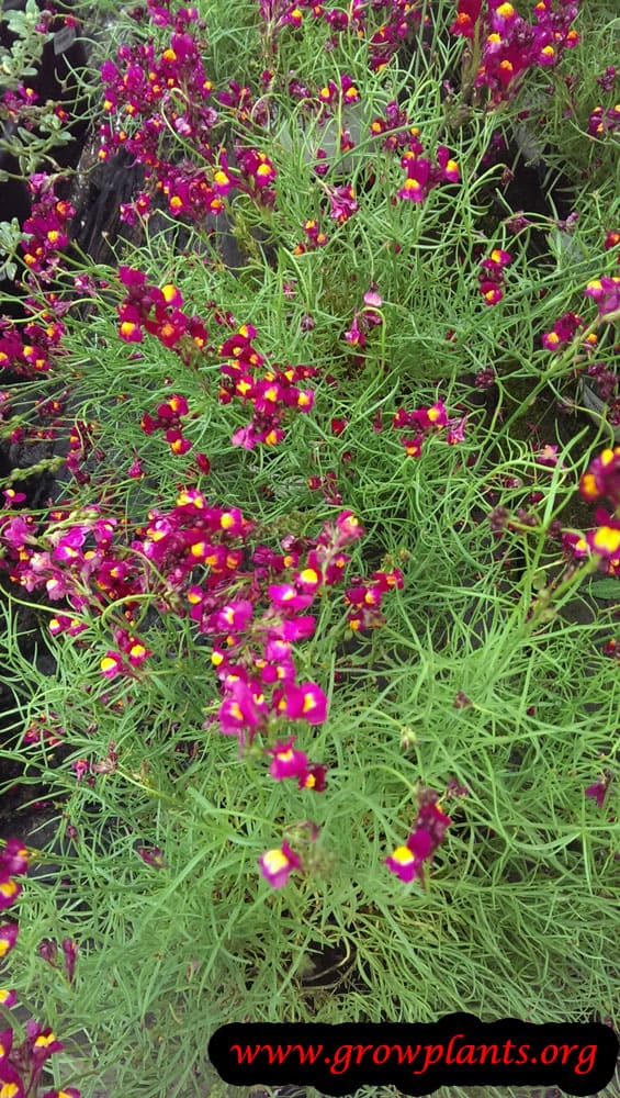 Linaria maroccana