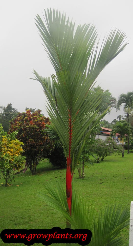 Lipstick palm How to grow & care
