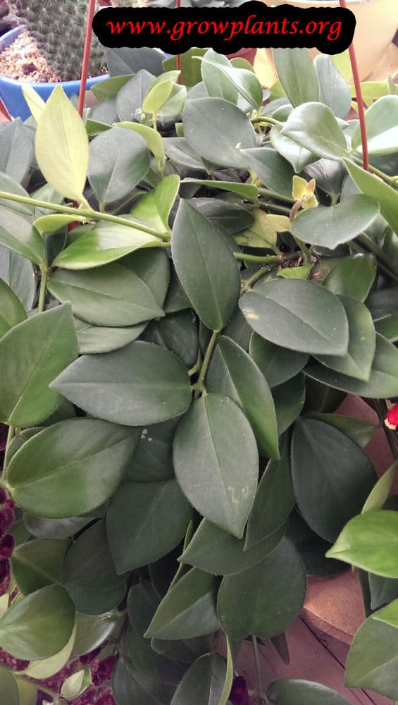 Lipstick plant