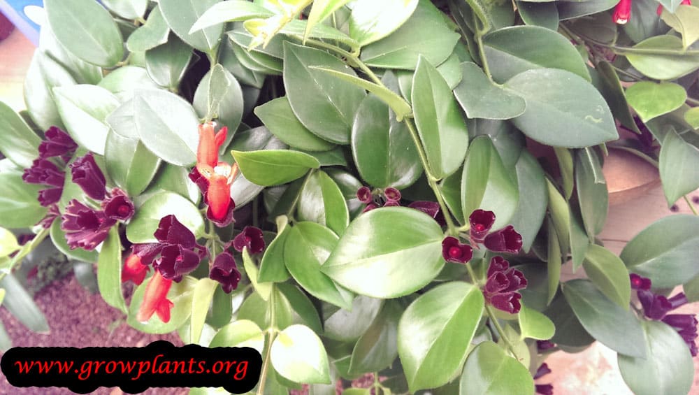 Lipstick plant flowers