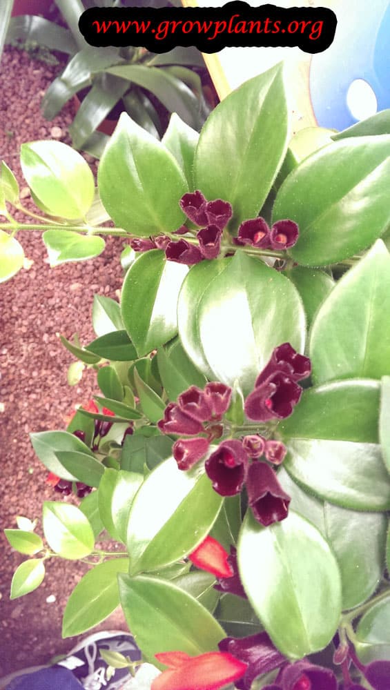 Growing Lipstick plant flowers