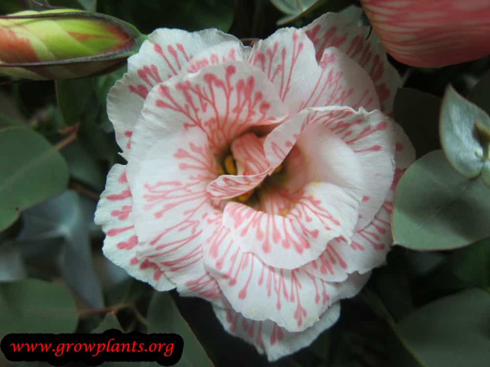Lisianthus flowers