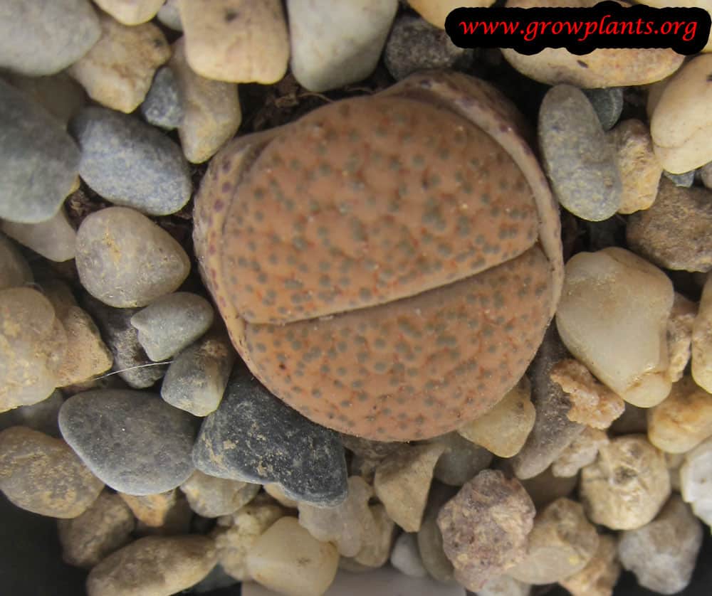 Lithops fulviceps - How to grow & care