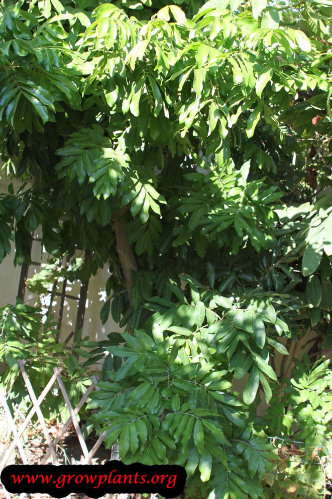Longan tree