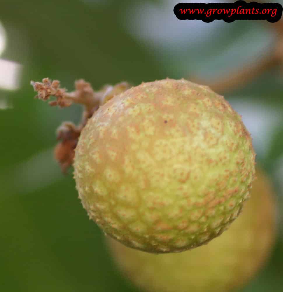 Harvest Longan tree