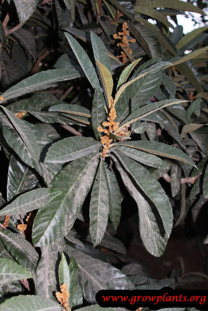 Growing Loquat tree