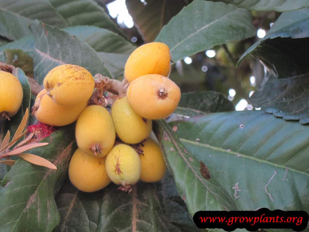 Loquat fruits