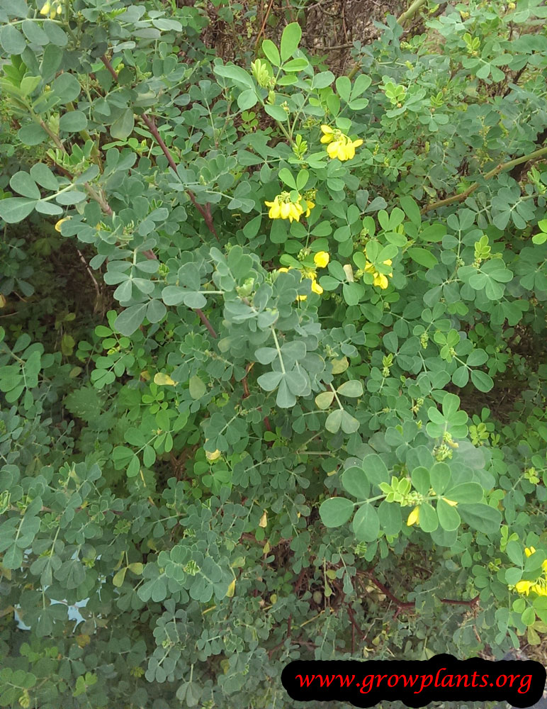 Lotus corniculatus