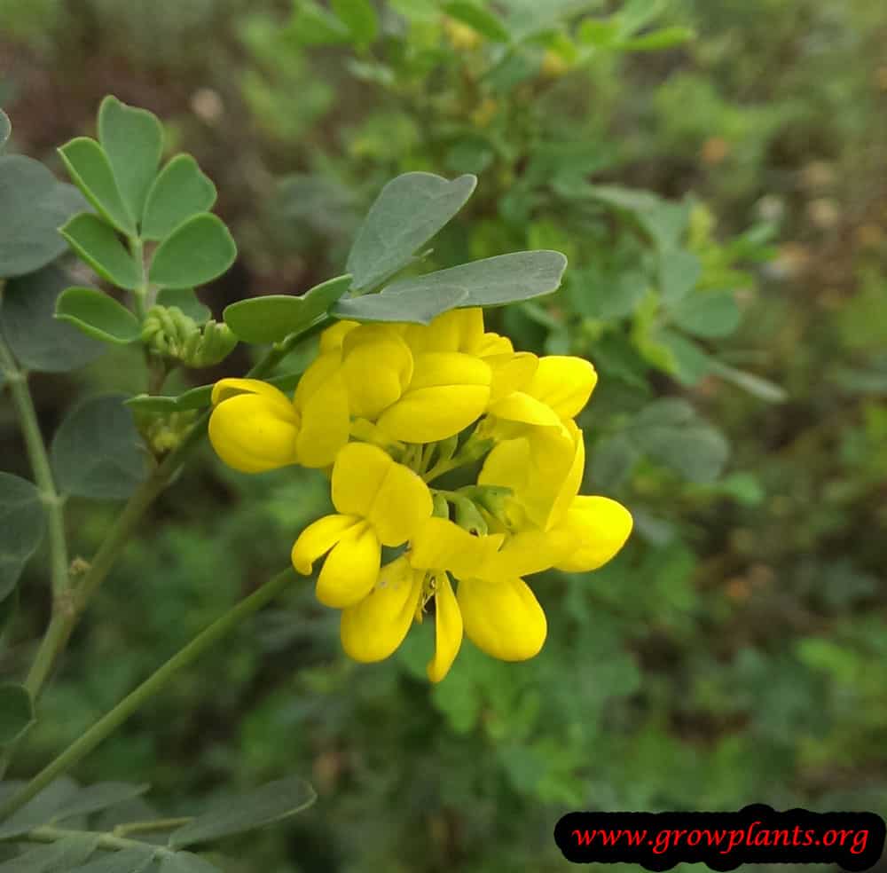 Lotus corniculatus flower