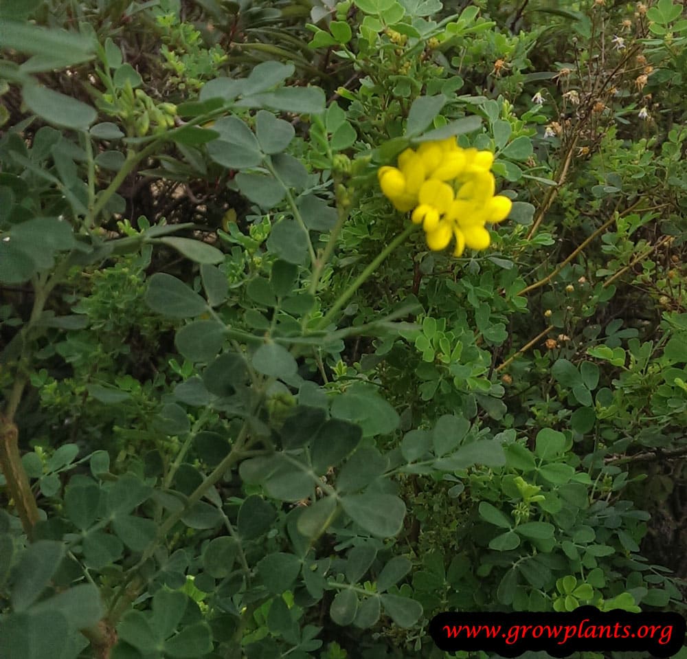 Growing Lotus corniculatus