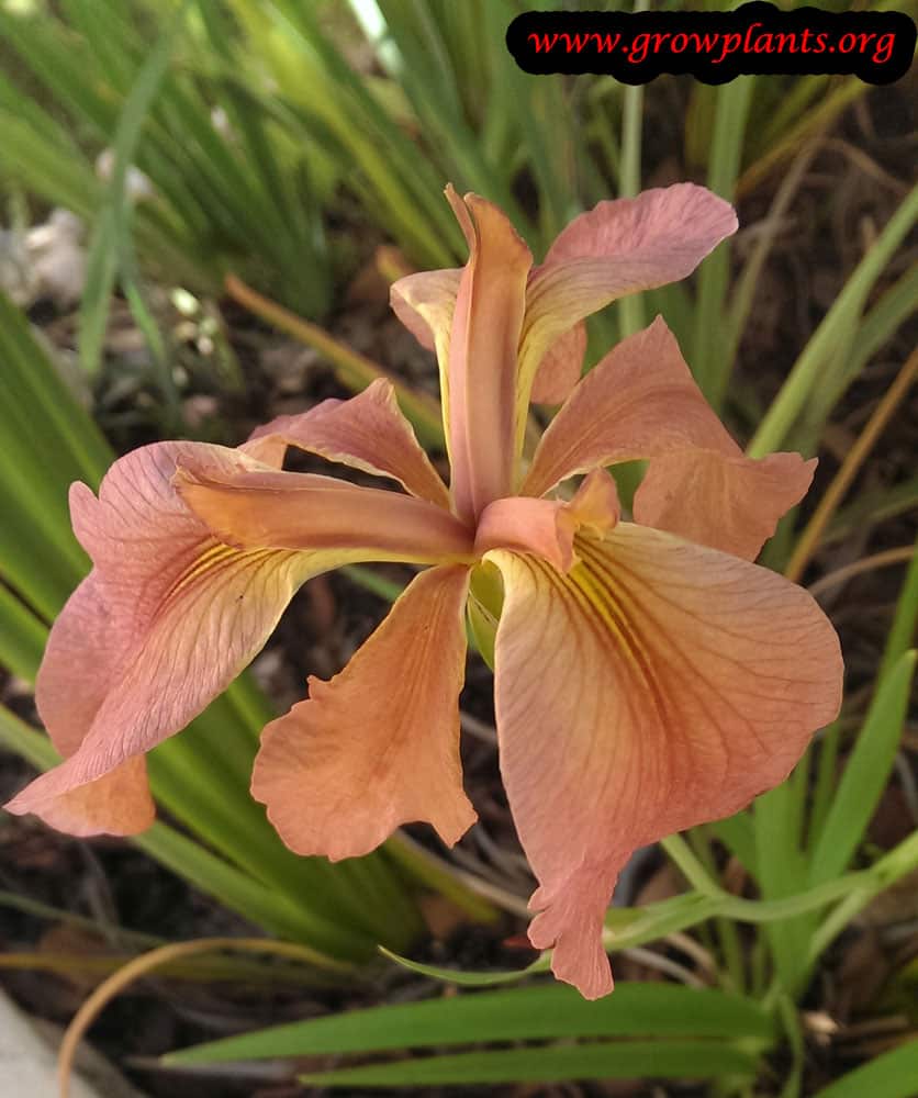 Louisiana iris - How to grow & care