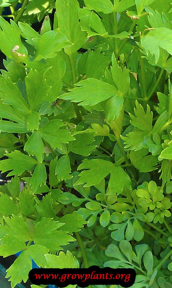 Lovage How to grow & care