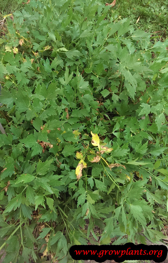 Lovage How to grow & care