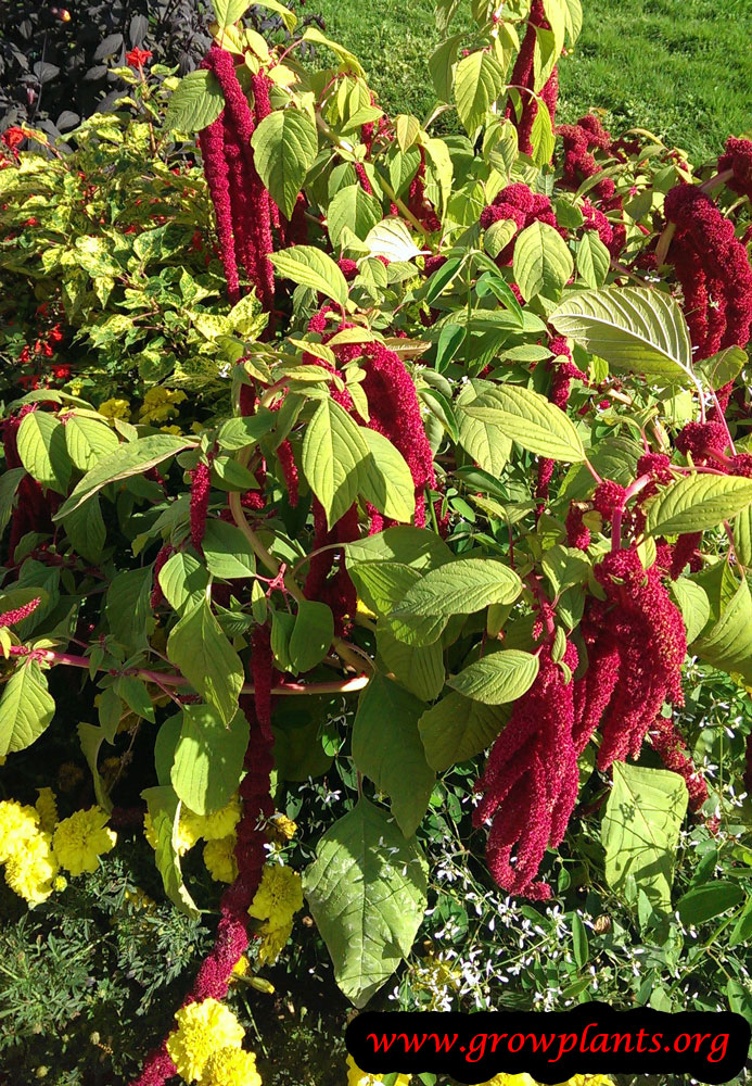 Love Lies Bleeding Amaranth