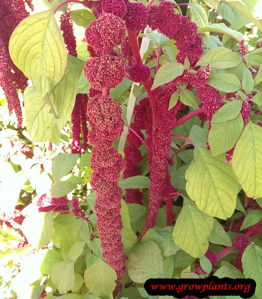 Love Lies Bleeding Amaranth plant