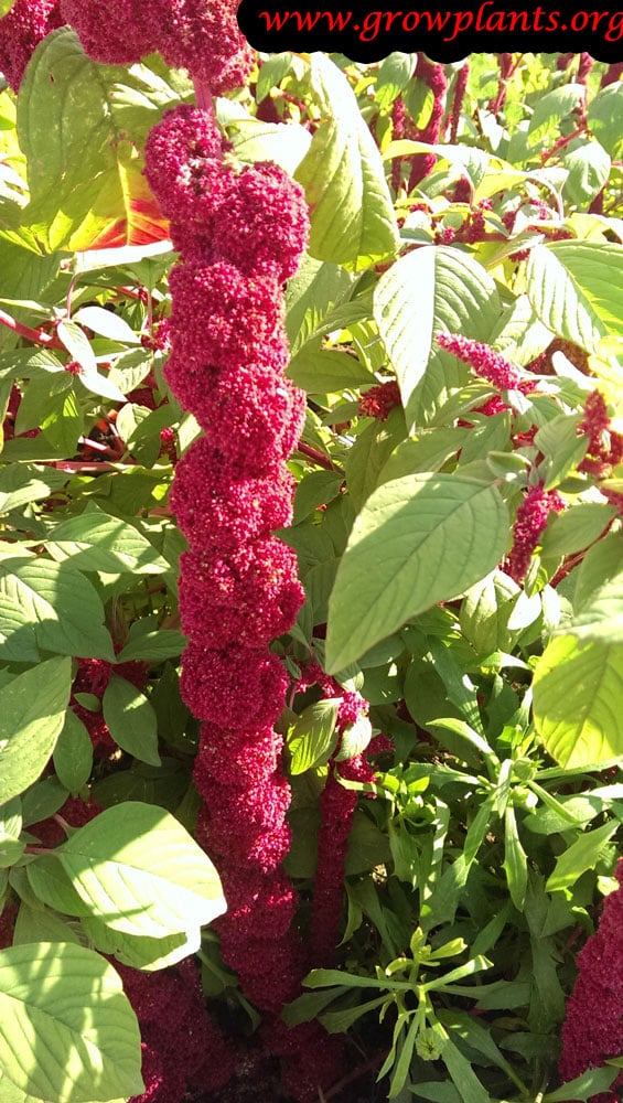 Love Lies Bleeding Amaranth harvest