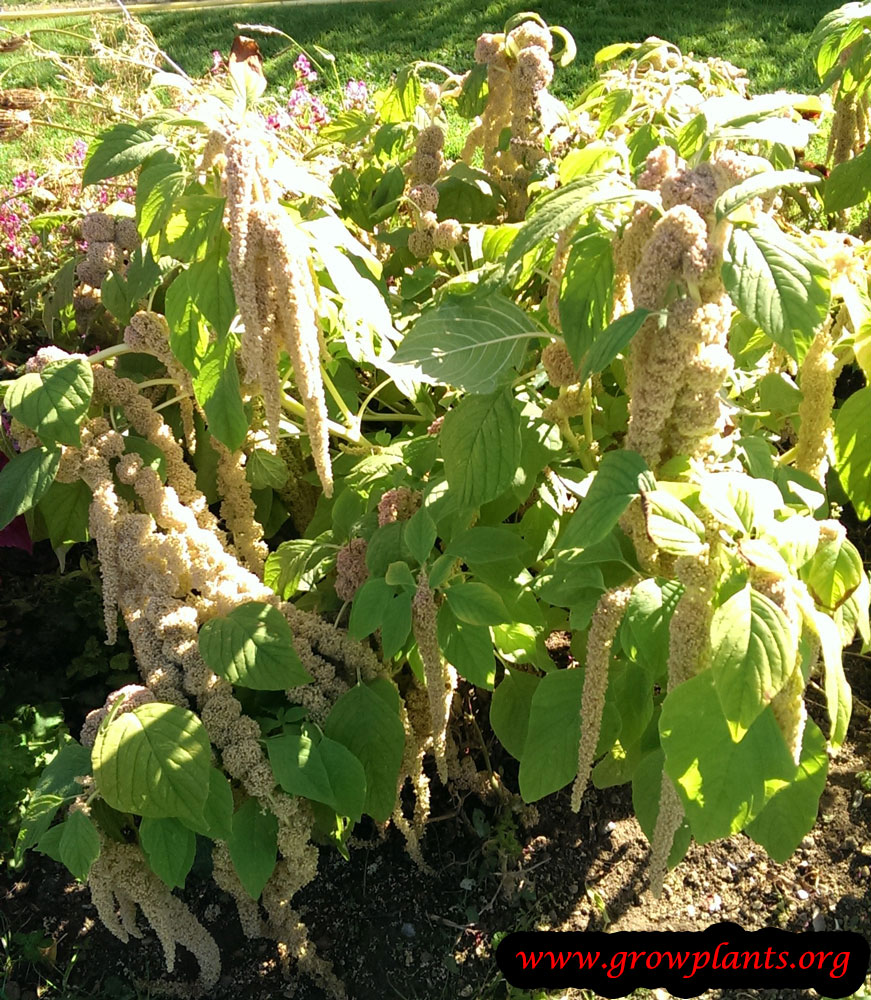 Amaranthus caudatus
