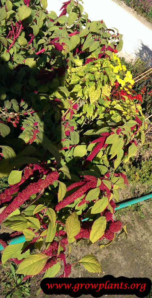 Amaranthus caudatus flowers