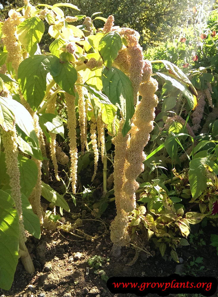 Amaranthus caudatus plant