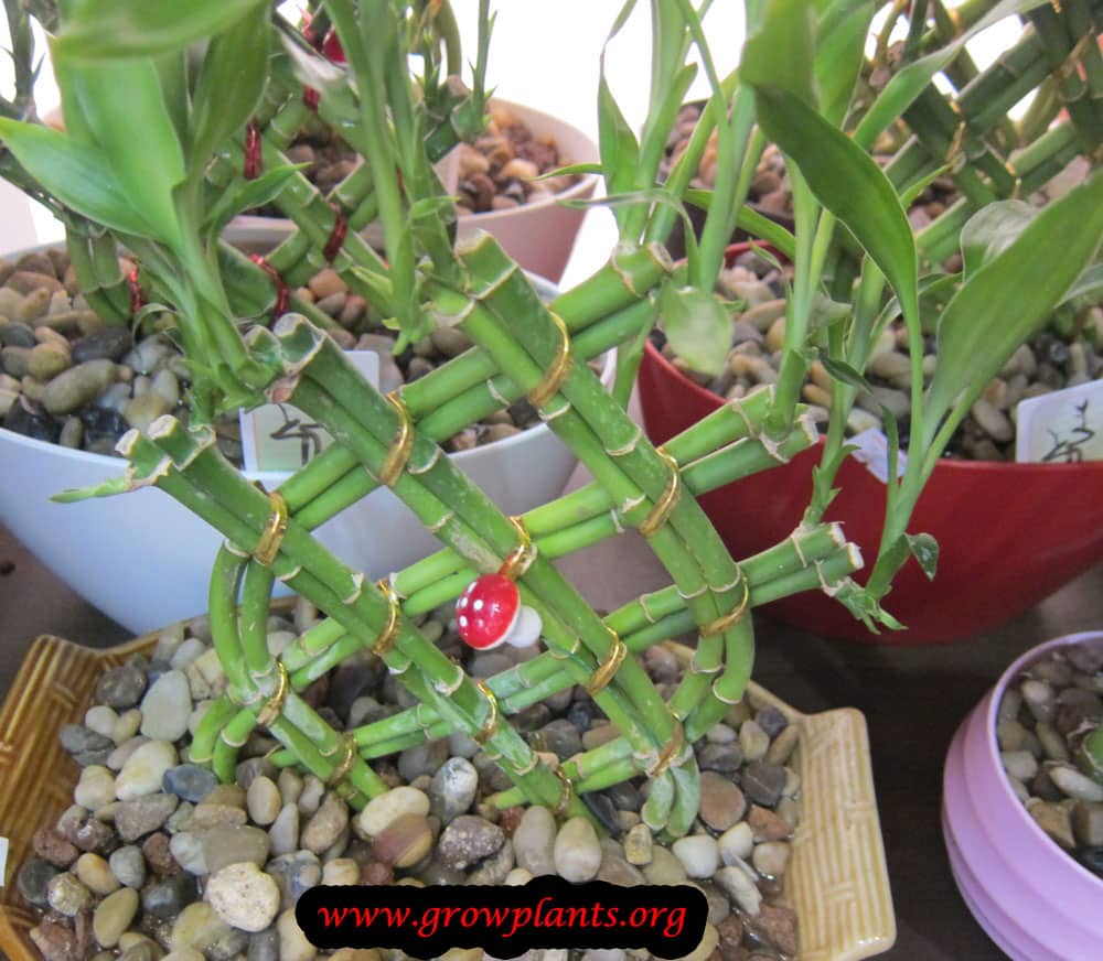 Lucky bamboo How to grow & care
