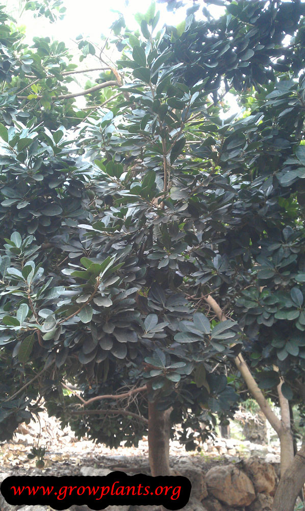 Lucuma tree
