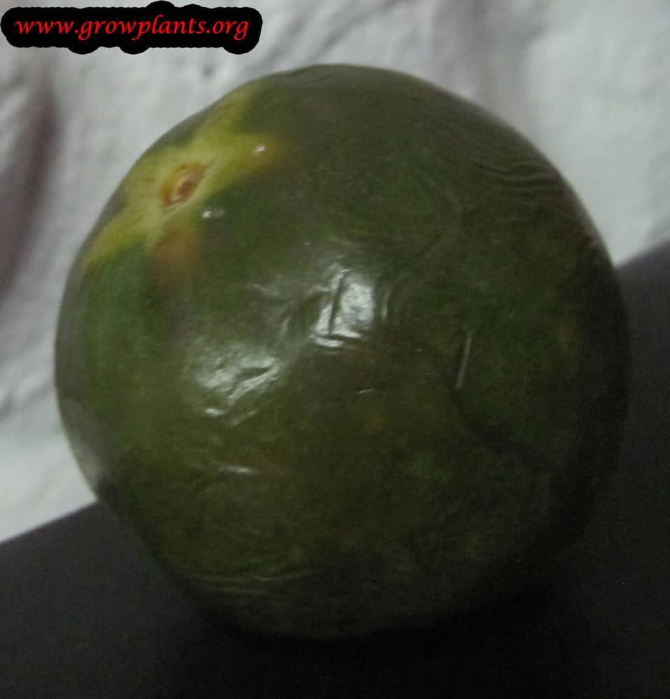 Lucuma tree fruits