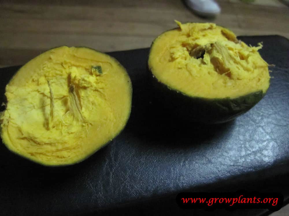 Harvest Lucuma tree