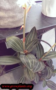 Ludisia discolor