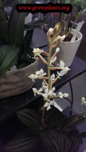 Ludisia discolor flower
