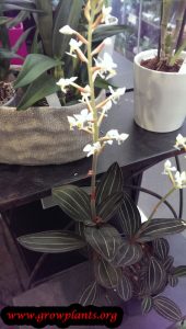 Growing Ludisia discolor
