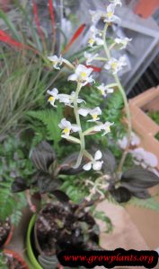 Ludisia discolor orchid