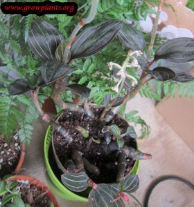 Ludisia discolor plant care