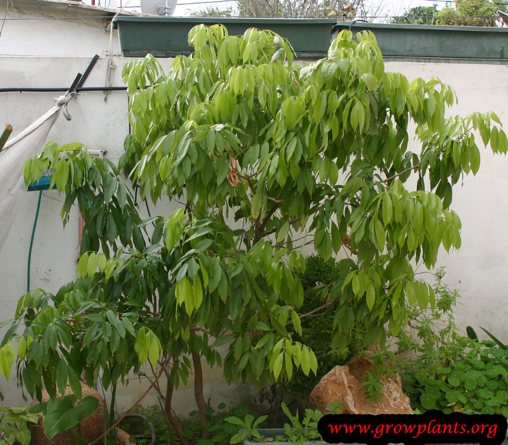 Lychee tree - How to grow & care