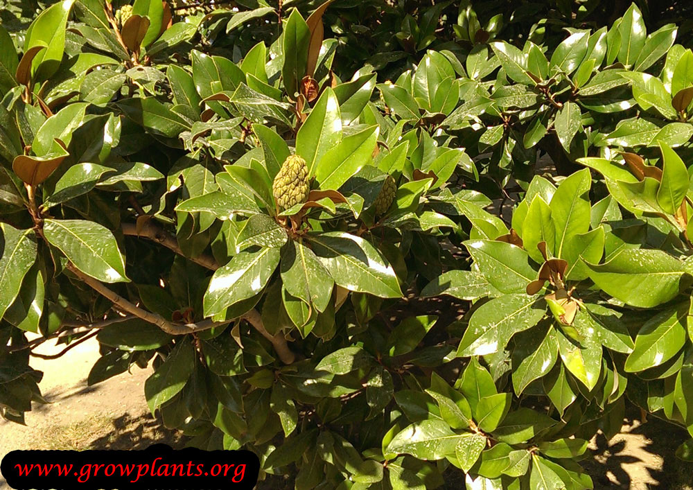 Growing Magnolia grandiflora