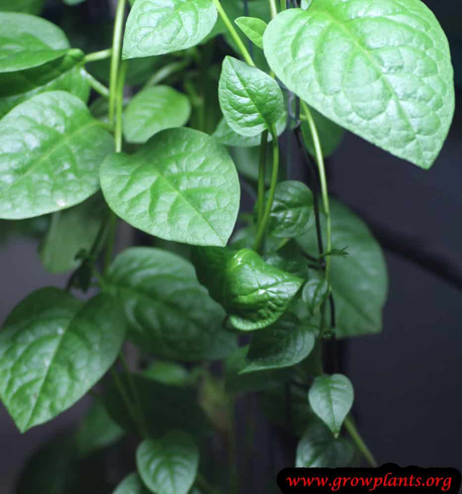 Malabar spinach How to grow & care